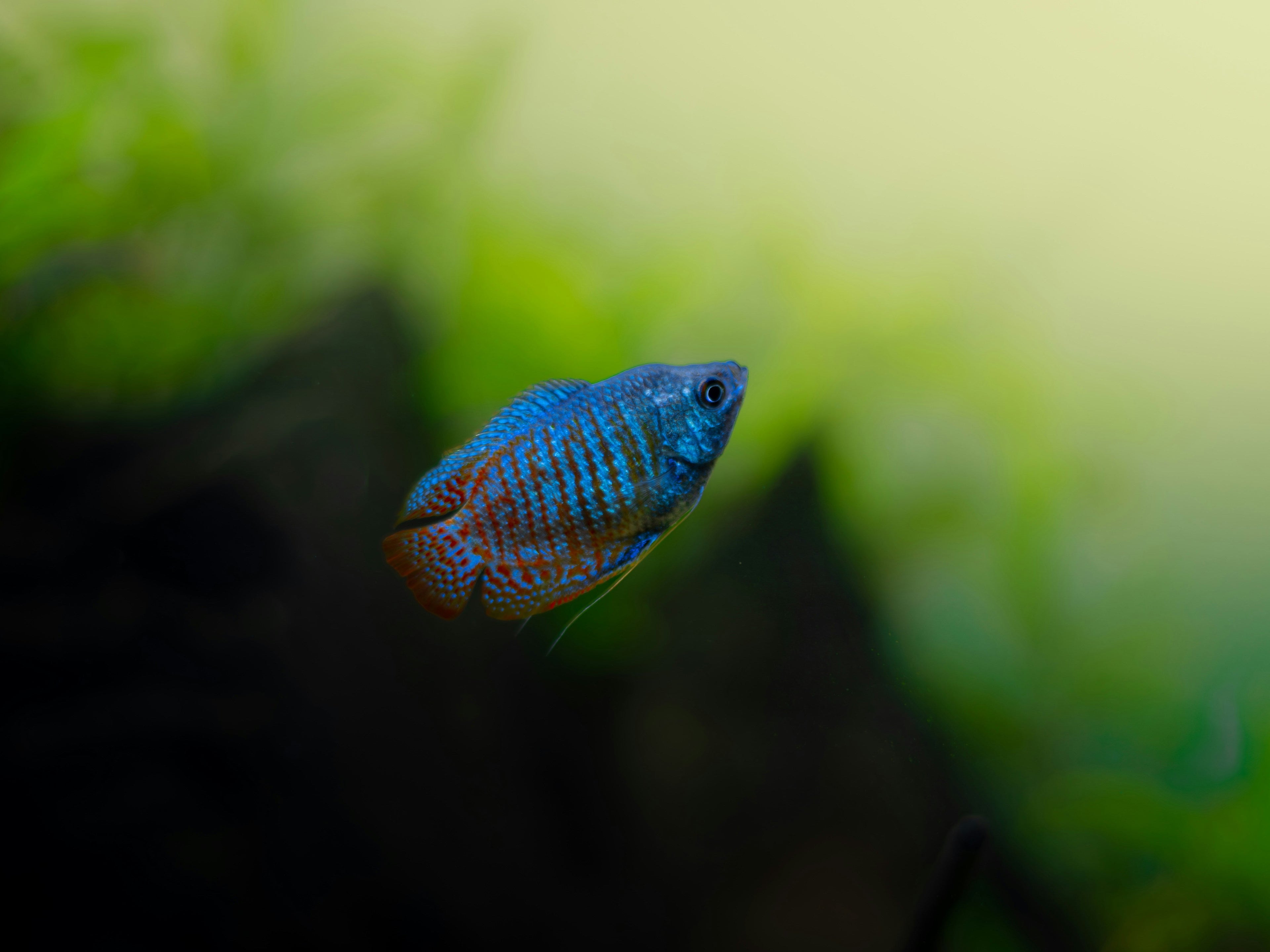 Gourami Care Kit
