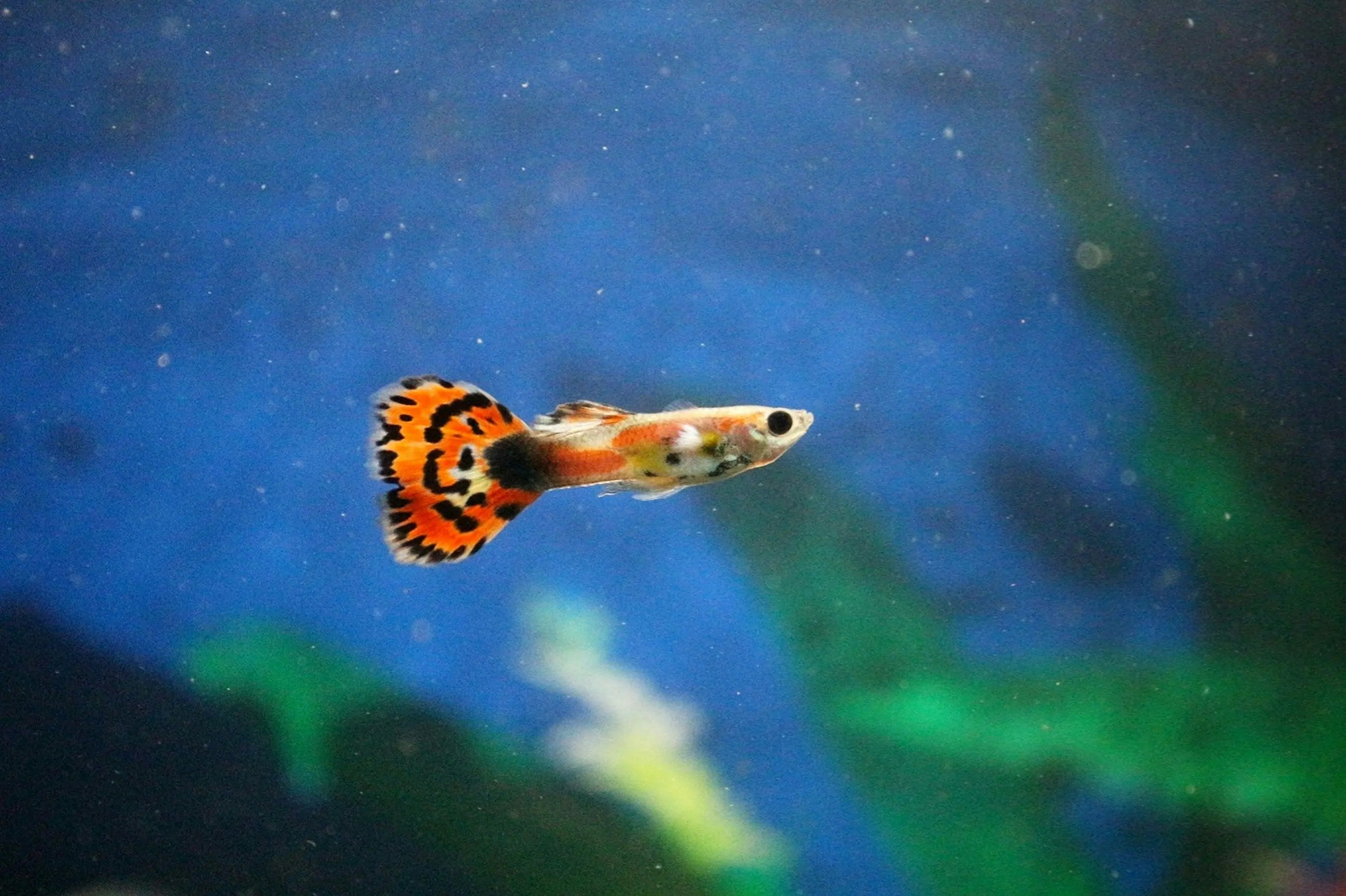 Guppy-Fish-Care-Kit Fish Bazaar