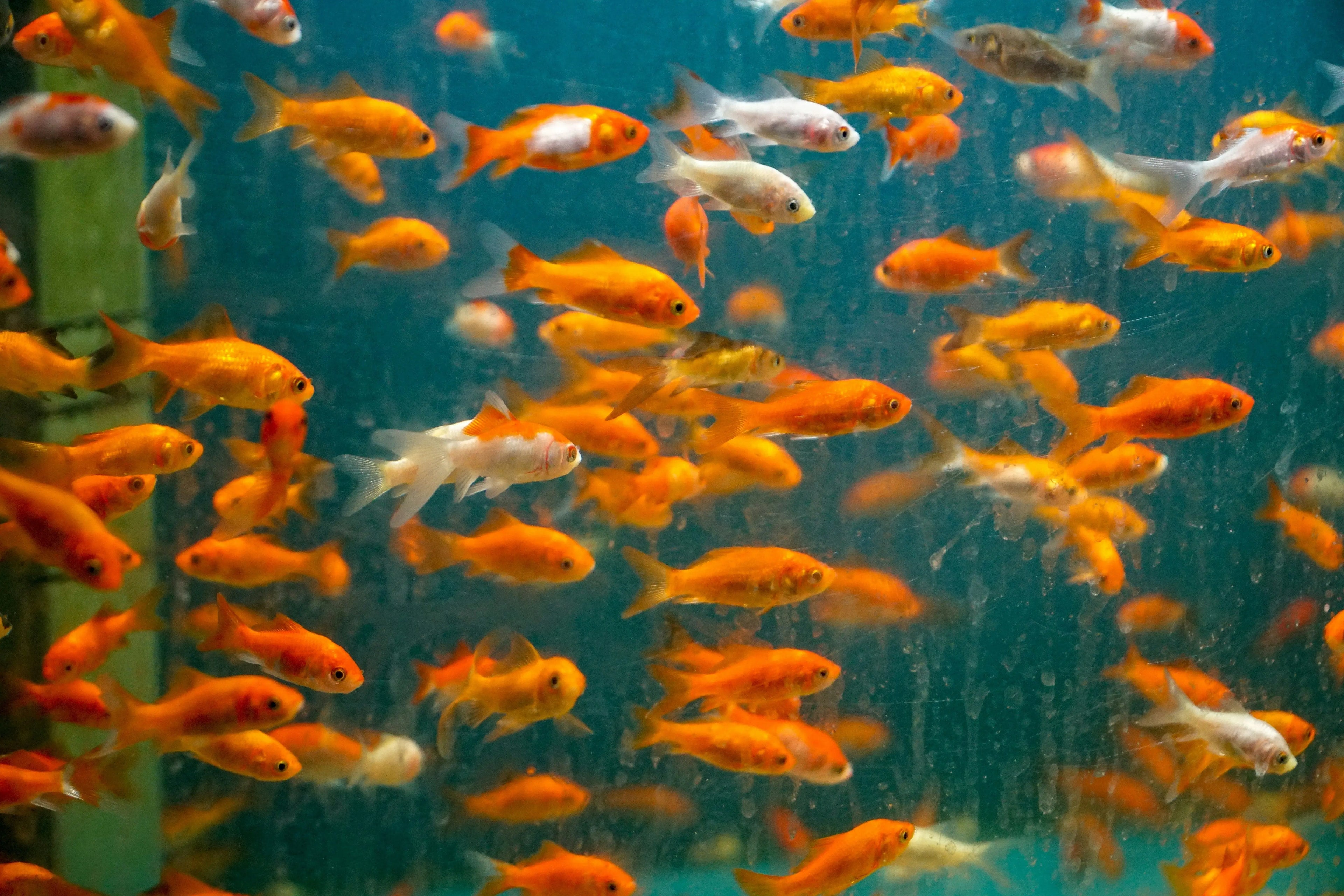 Goldfish-Care-Kit Fish Bazaar