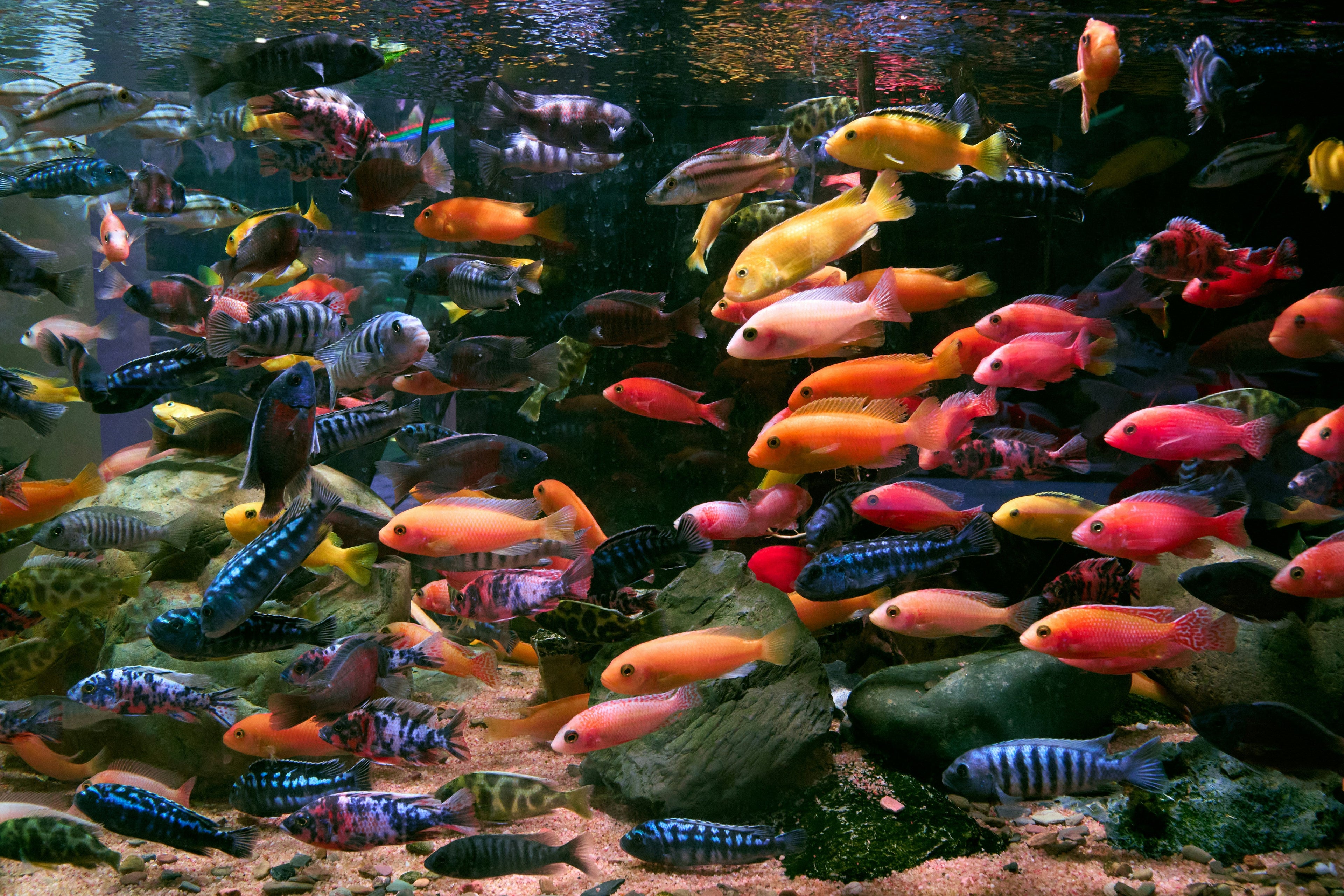 Cichlid Care Kit
