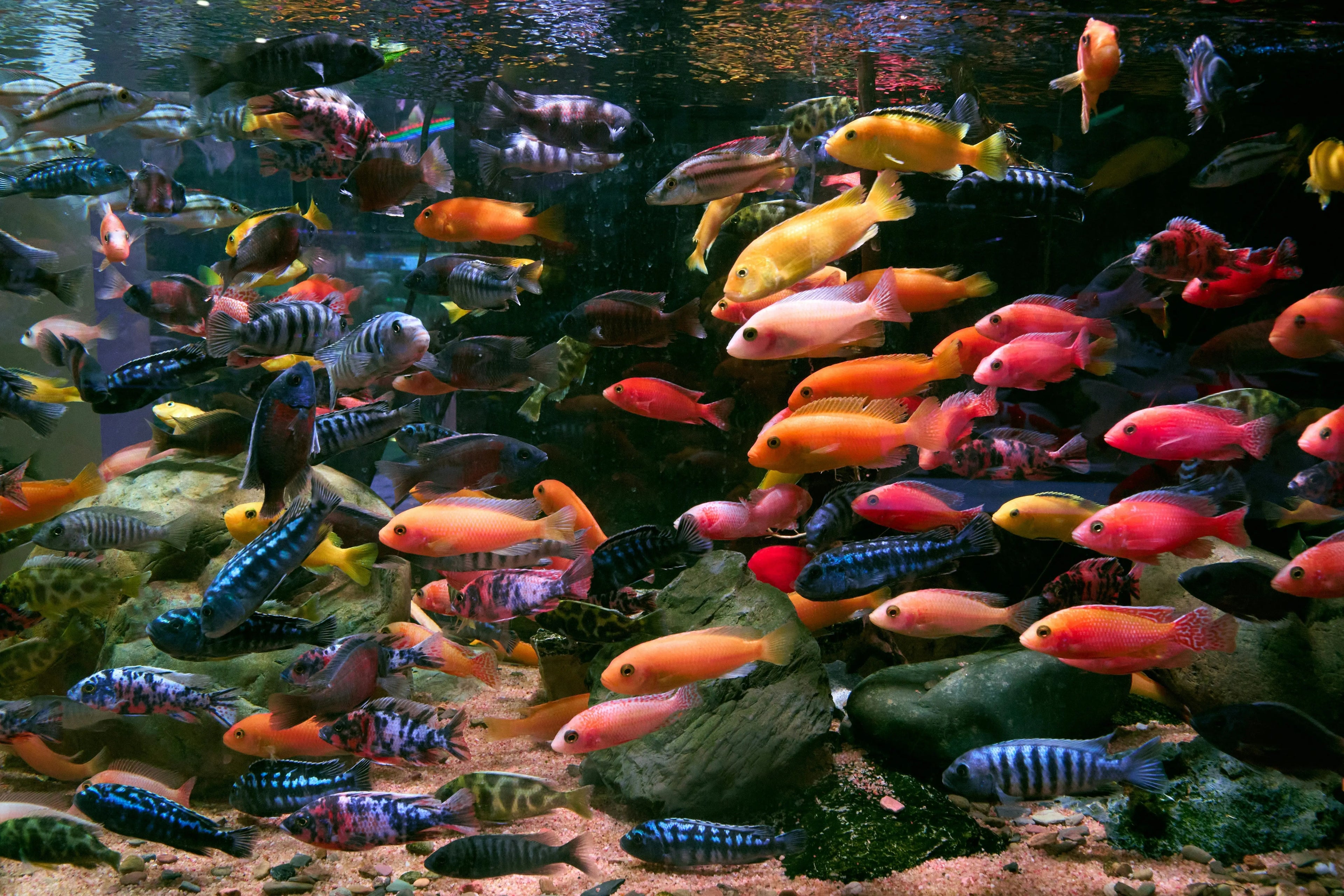 Cichlid-Care-Kit Fish Bazaar