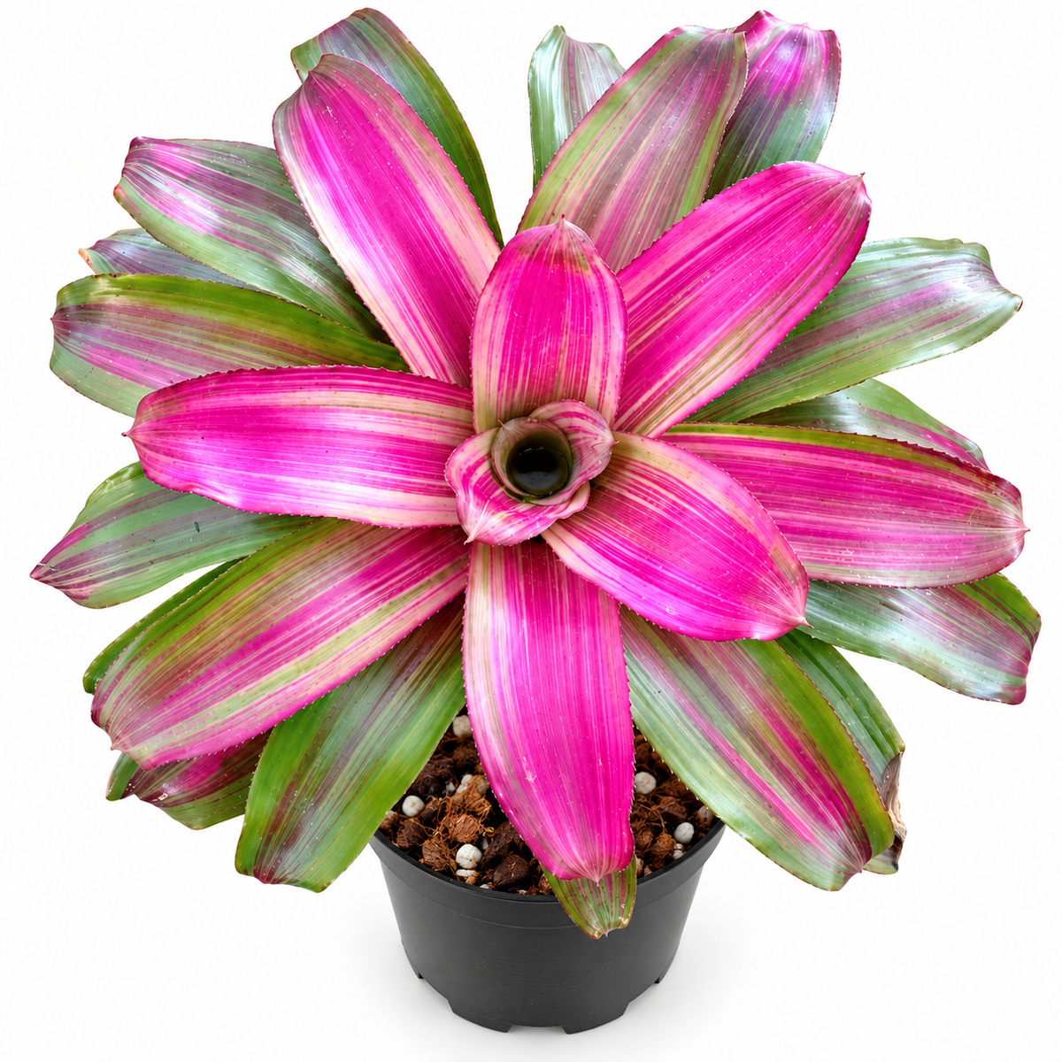 Neoregelia 'Lila Candy Stripes' (Large) – Lilac Striped Bromeliad for Vivariums | India