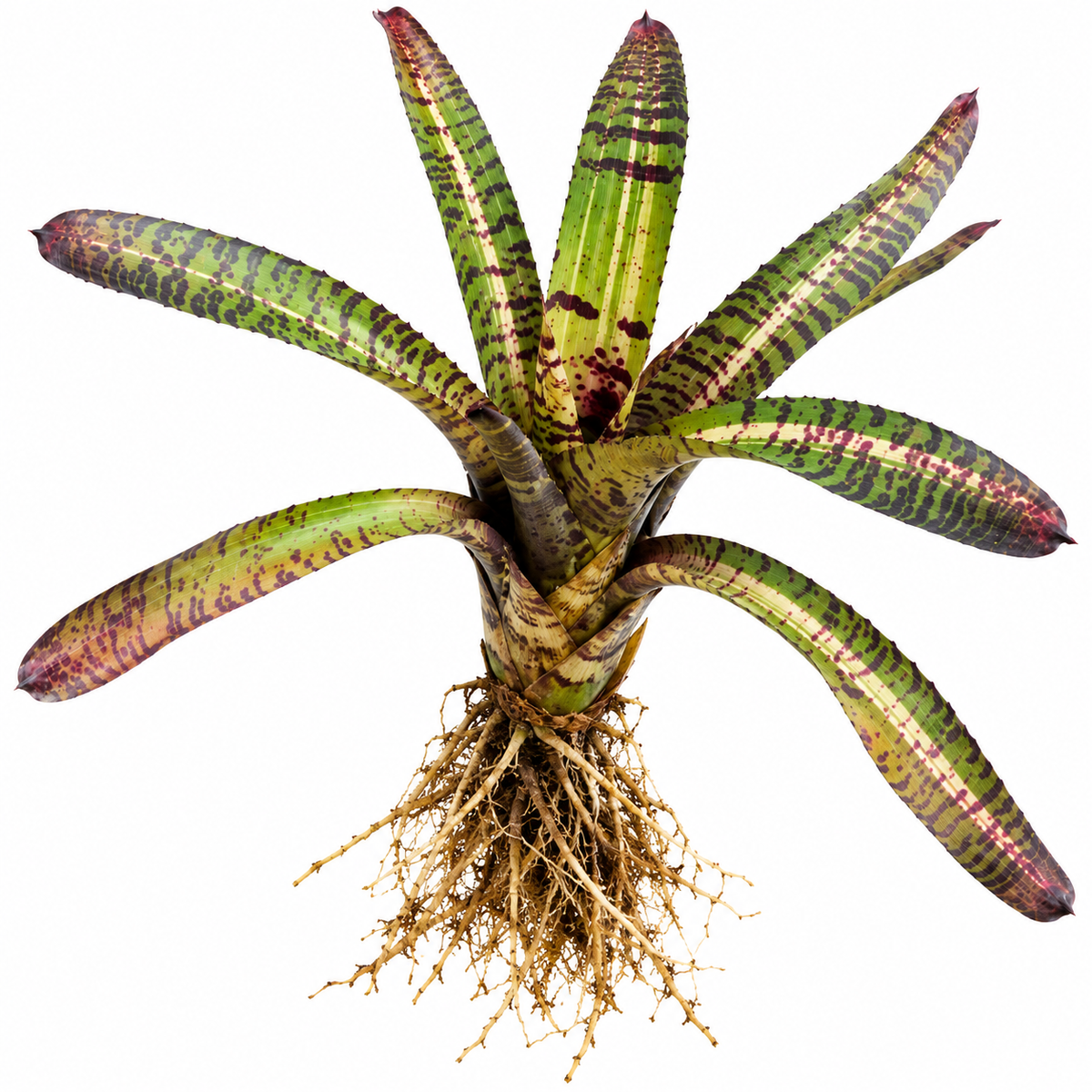 Neoregelia 'Tiger Series' (Large) – Banded Bromeliad for Vivariums | India