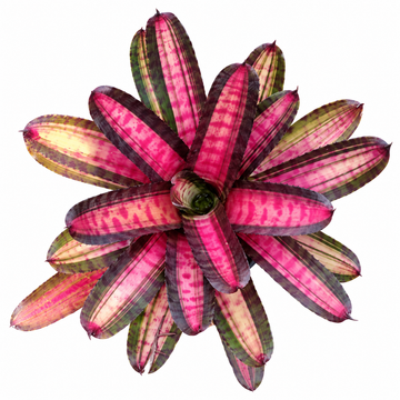 Neoregelia 'Bold Zebra' – Banded Bromeliad for Terrariums & Vivariums | India
