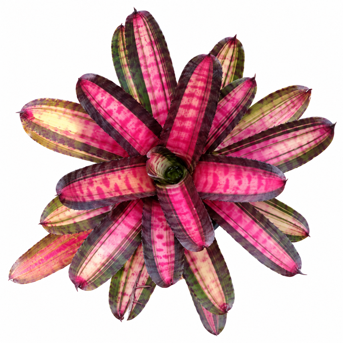Neoregelia 'Bold Zebra' – Banded Bromeliad for Terrariums & Vivariums | India