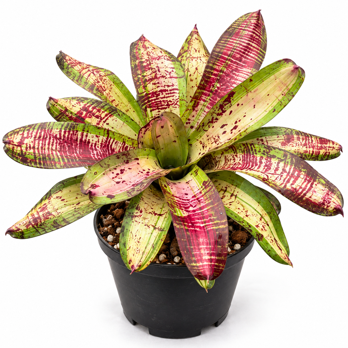 Neoregelia 'Linda Cartcata' (Large) – Feature Bromeliad for Vivariums | India