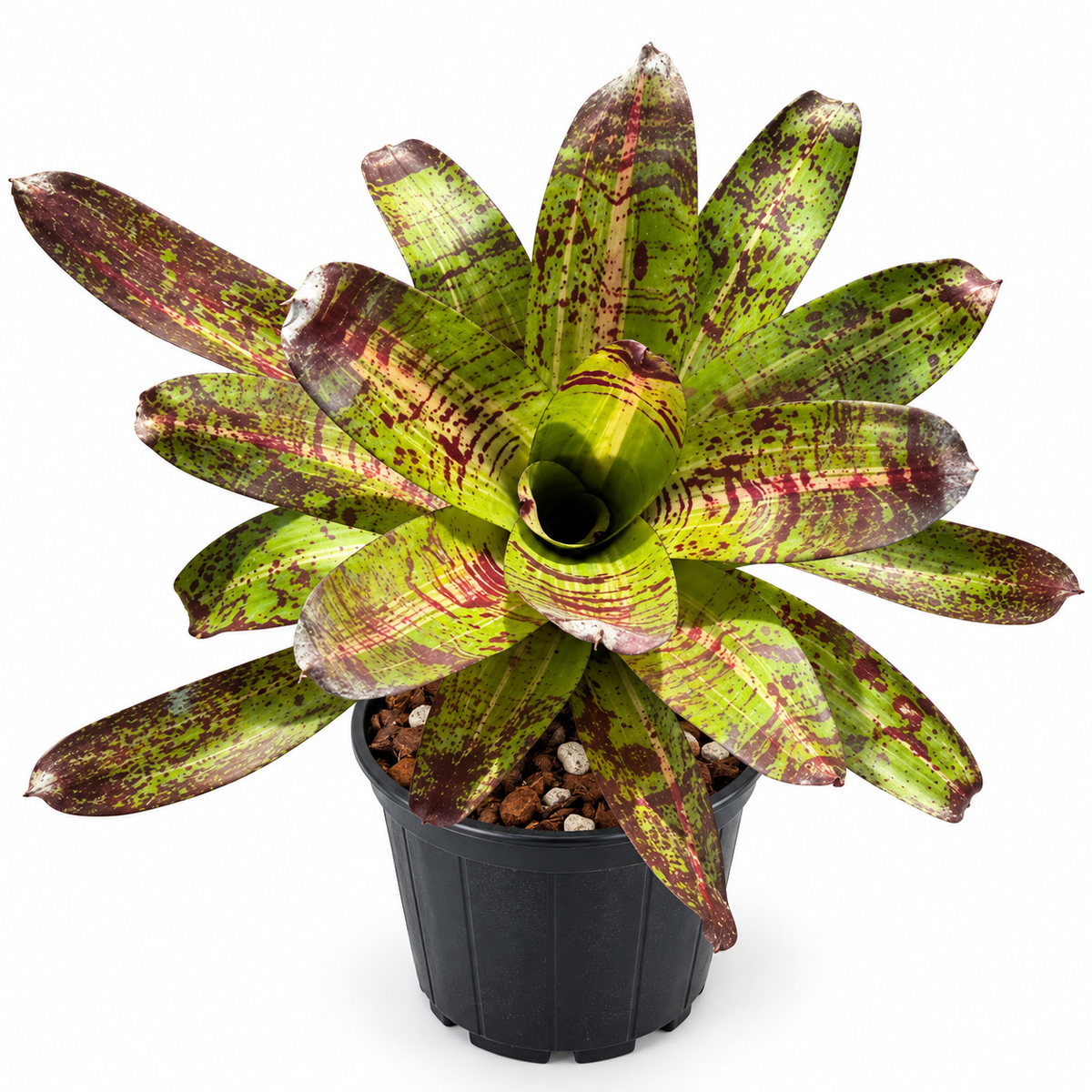 Neoregelia 'Castigado' (Large) – Dark-Marked Bromeliad for Vivariums | India