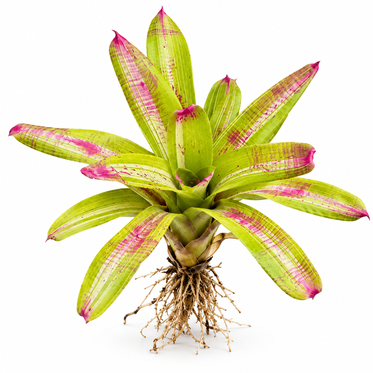 Neoregelia 'Johannis White Bar' (Large) – Variegated Bromeliad for Vivariums | India