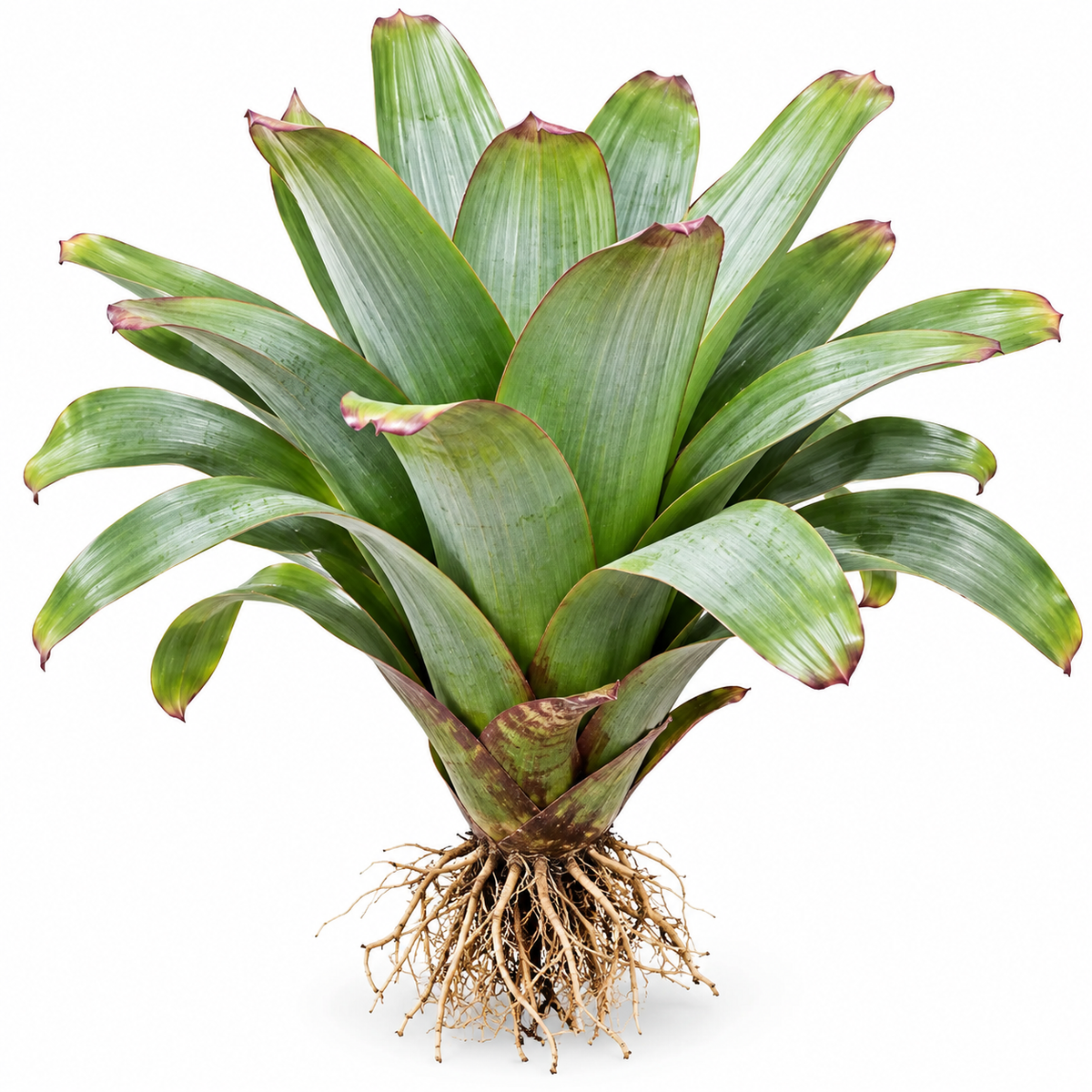 Alcantarea imperialis Green – Giant Feature Bromeliad for Large Setups | India