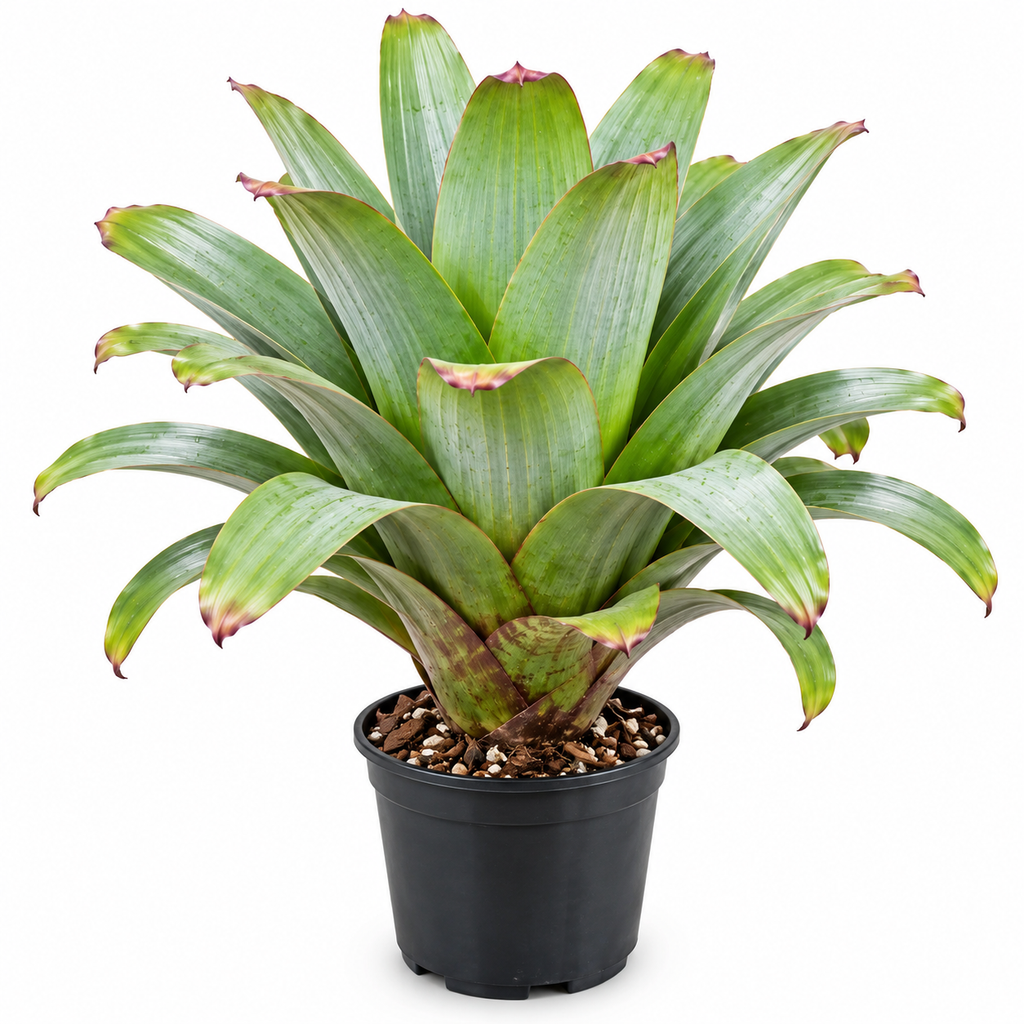 Alcantarea imperialis Green – Giant Feature Bromeliad for Large Setups | India