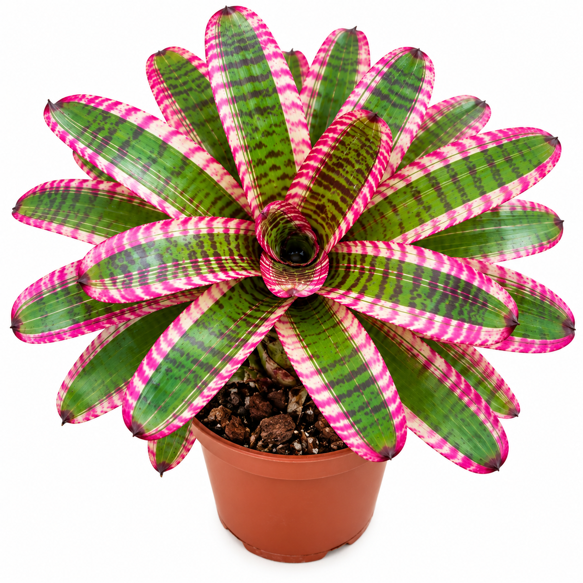 Neoregelia 'Fruit Stripes' (Large) – Striped Bromeliad for Vivariums | India