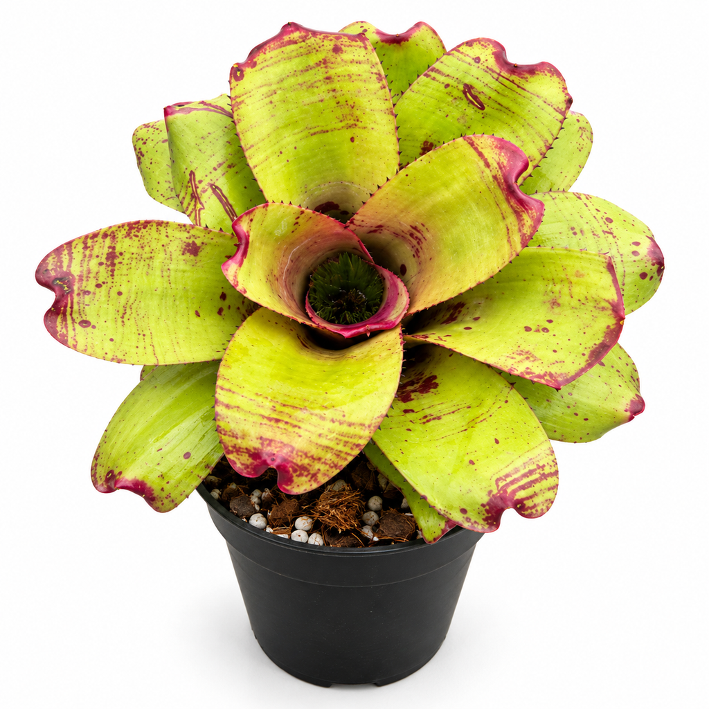 Neoregelia 'Ninja Pink' (Large) – Bold Bromeliad for Vivariums | India