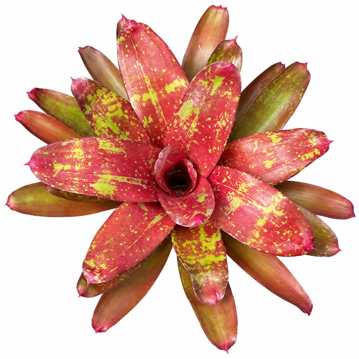 Neoregelia 'Walking Tall' – Spreading Bromeliad for Vivariums | India