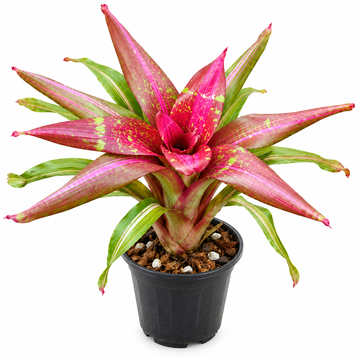 Neoregelia 'I Want It' – Colourful Bromeliad for Terrariums & Vivariums | India