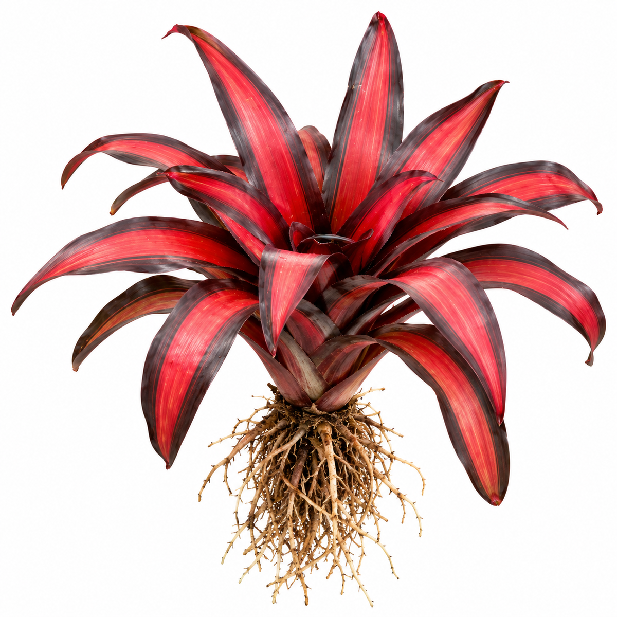 Neoregelia 'Pimento' – Red Bromeliad for Terrariums & Vivariums | India