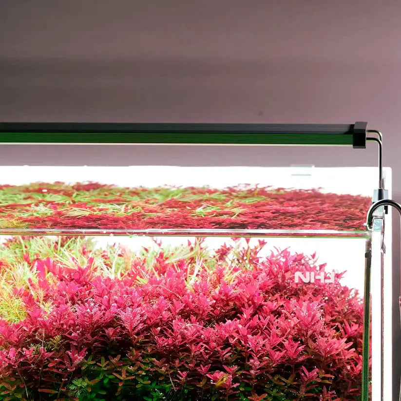B SERIES WHITE PLUS RGB LIGHTS Aquarium Products India