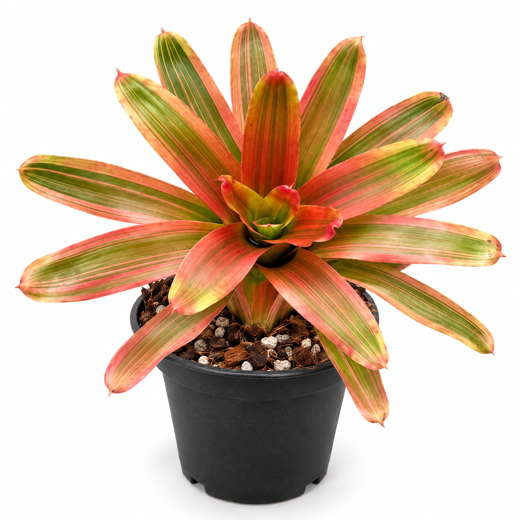 Neoregelia 'Yellow King' – Golden Bromeliad for Terrariums & Vivariums | India