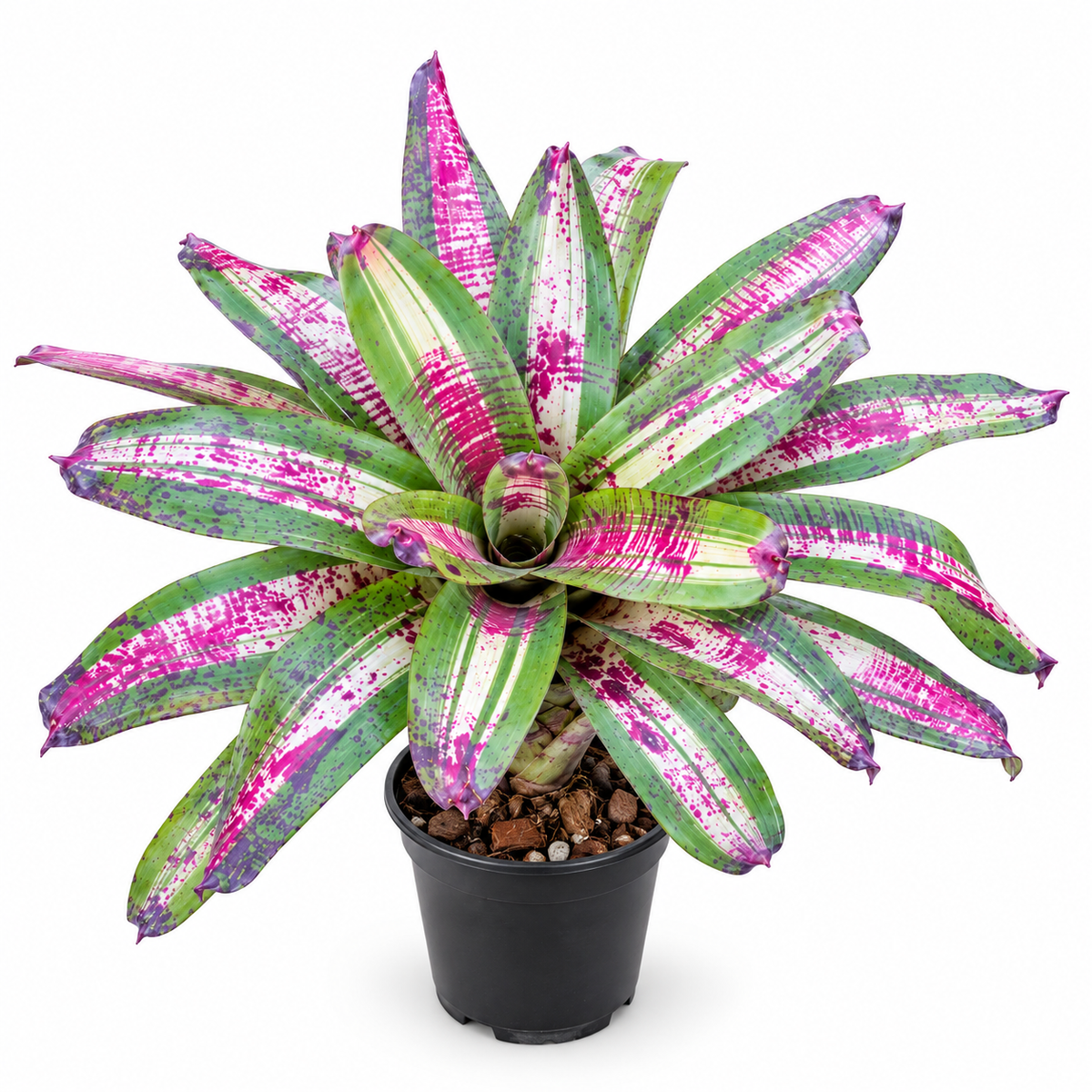 Neoregelia 'Chili Con Carne' (Large) – Speckled Bromeliad for Vivariums | India