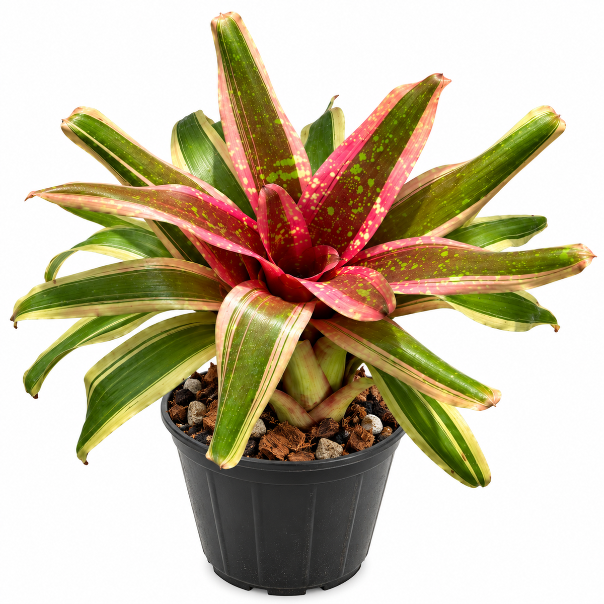 Neoregelia 'Swanky' – Bold Bromeliad for Terrariums & Vivariums | India