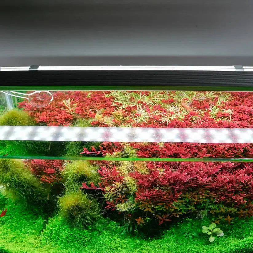 B SERIES WHITE PLUS RGB LIGHTS Aquarium Products India