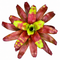 Neoregelia 'Victoria's Secret' – Rosy Bromeliad for Terrariums | India