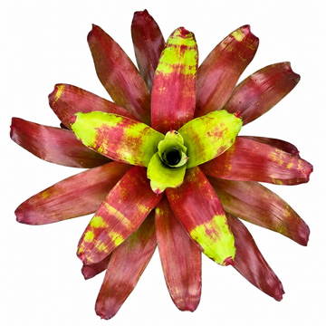 Neoregelia 'Victoria's Secret' – Rosy Bromeliad for Terrariums | India