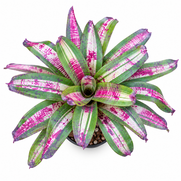 Neoregelia 'Chili Con Carne' (Large) – Speckled Bromeliad for Vivariums | India