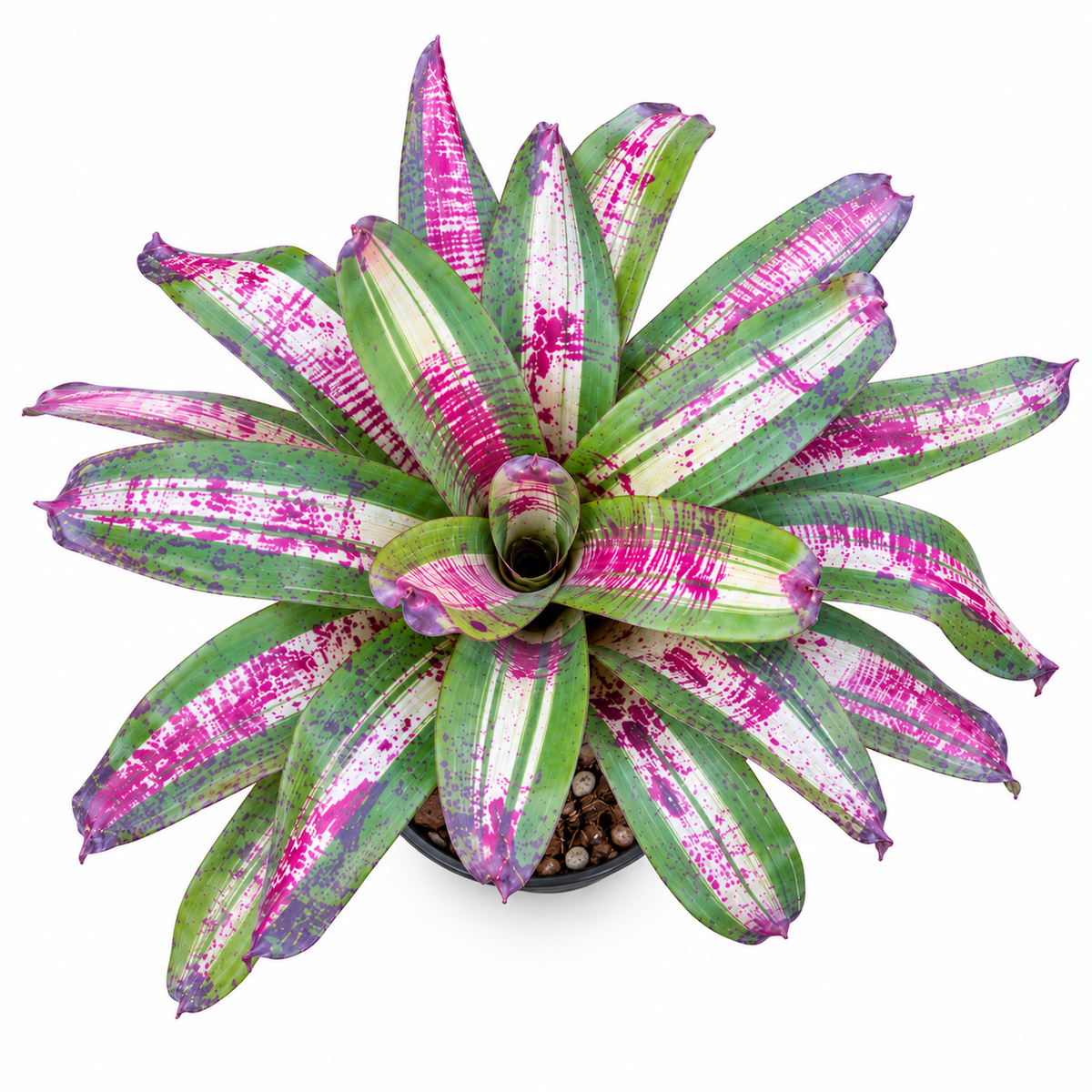 Neoregelia 'Chili Con Carne' (Large) – Speckled Bromeliad for Vivariums | India