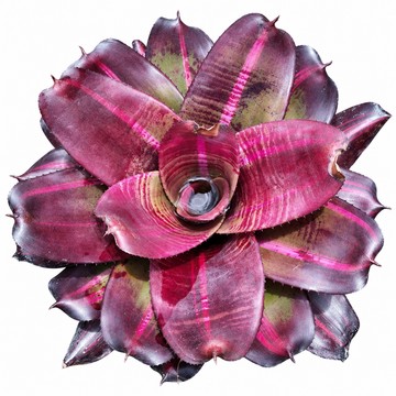 Neoregelia 'Sister Janet Variegated' (Large) – Variegated Bromeliad for Vivariums | India