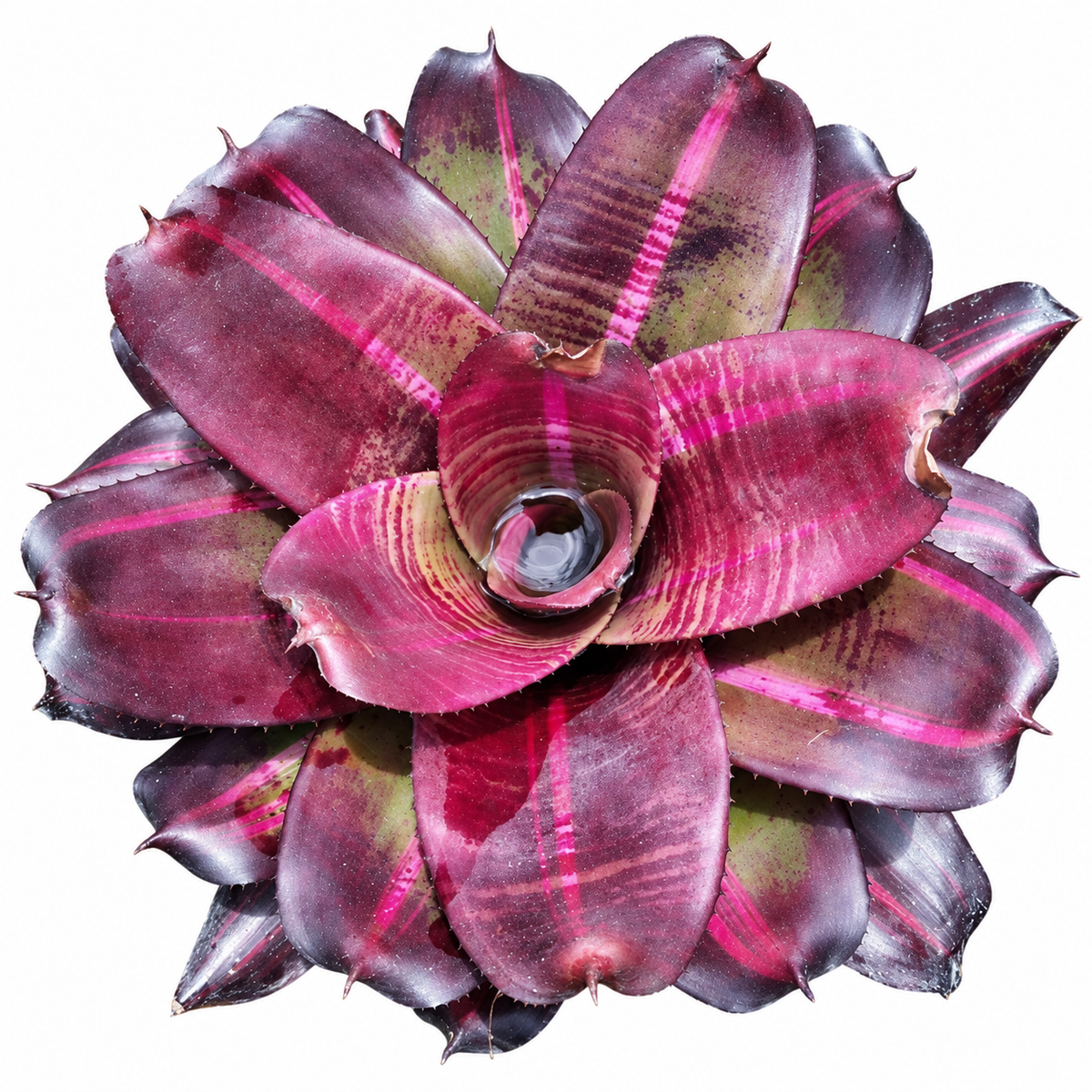 Neoregelia 'Sister Janet Variegated' (Large) – Variegated Bromeliad for Vivariums | India