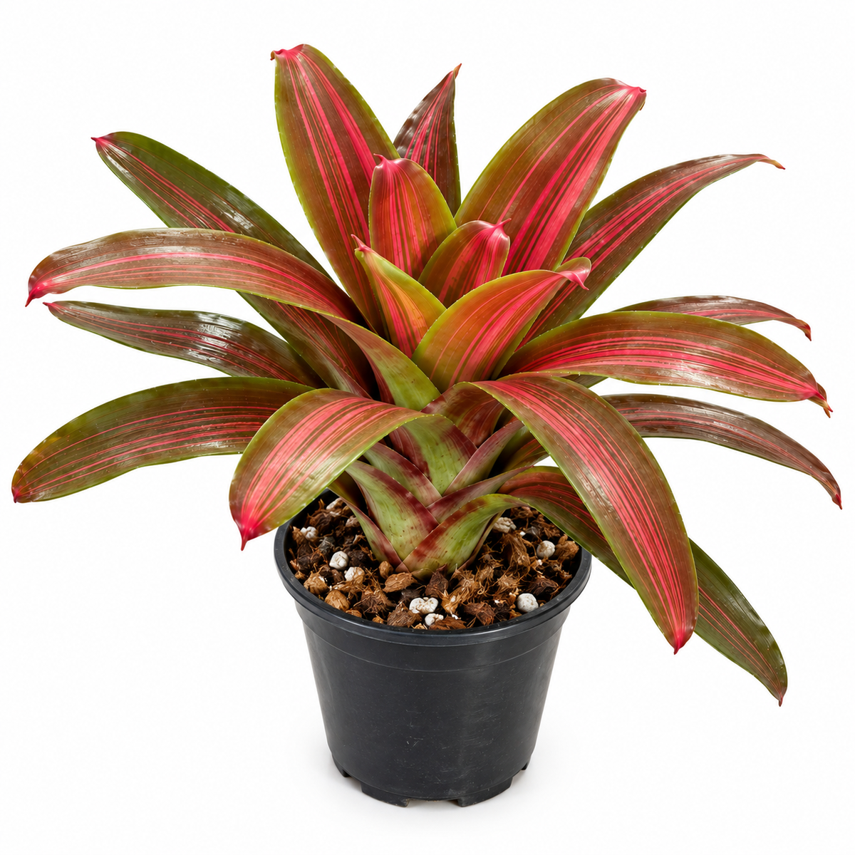 Neoregelia 'Kuhun Peang' – Live Bromeliad for Terrariums & Vivariums | India