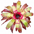 Neoregelia 'Raspberry Ripple' (Large) – Pink Bromeliad for Vivariums | India
