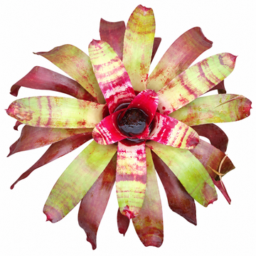 Neoregelia 'Raspberry Ripple' (Large) – Pink Bromeliad for Vivariums | India