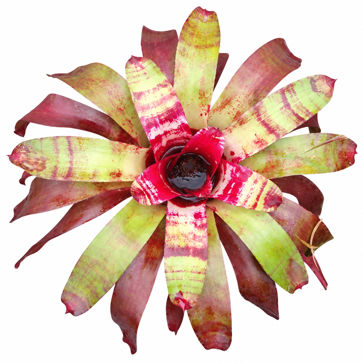 Neoregelia 'Raspberry Ripple' (Large) – Pink Bromeliad for Vivariums | India