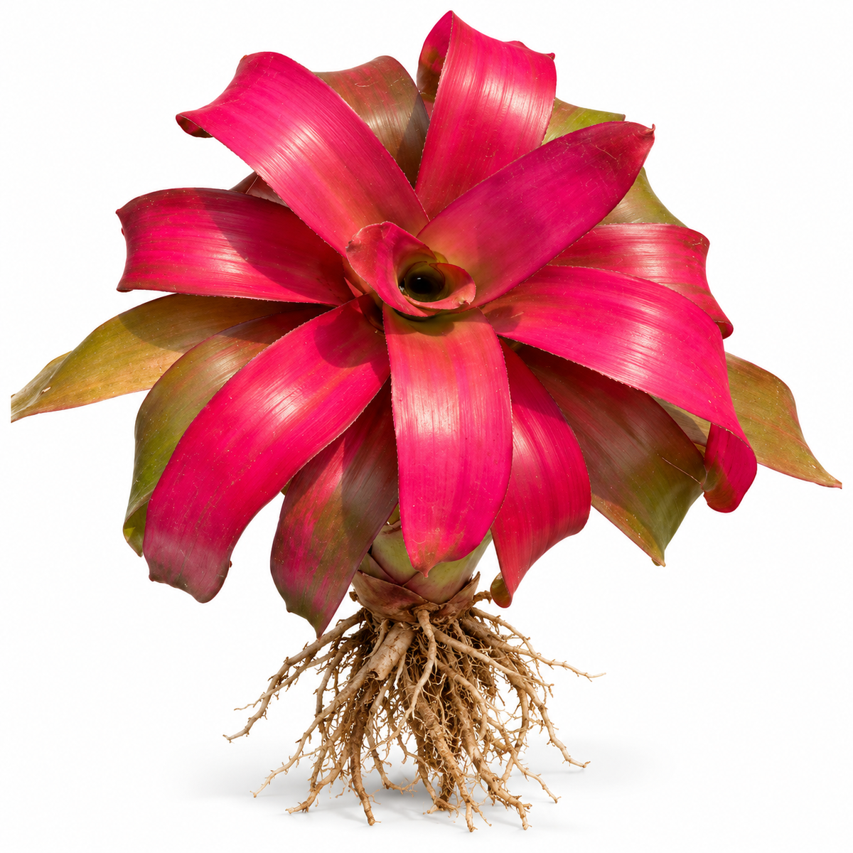 Neoregelia 'Grace' (Large) – Feature Bromeliad for Vivariums & Paludariums | India
