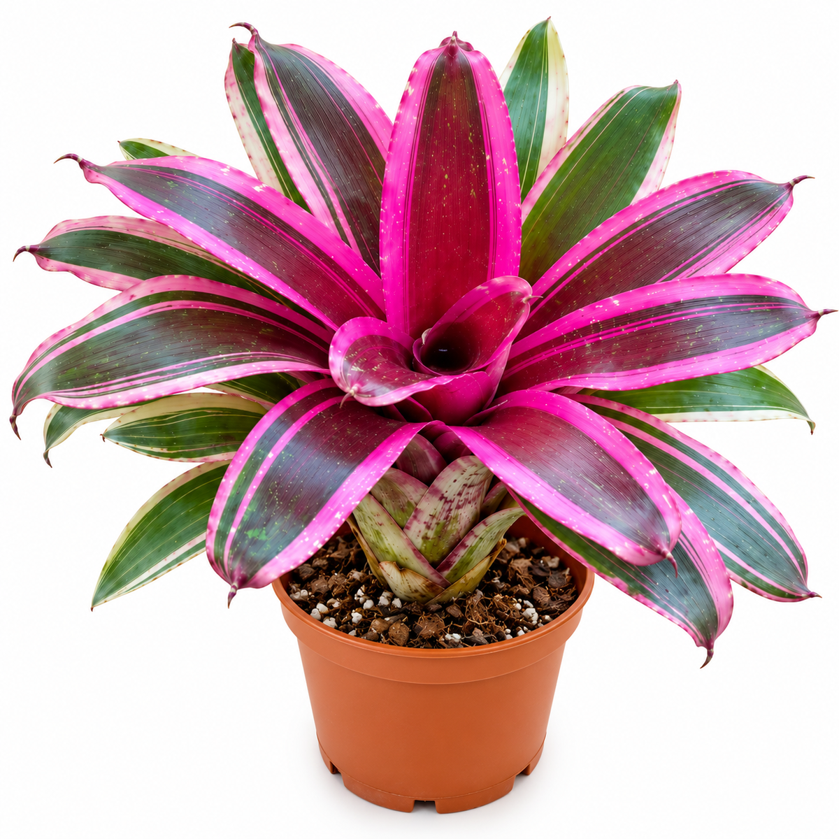 Neoregelia 'Assie Dreams' (Large) – Vivid Bromeliad for Vivariums | India