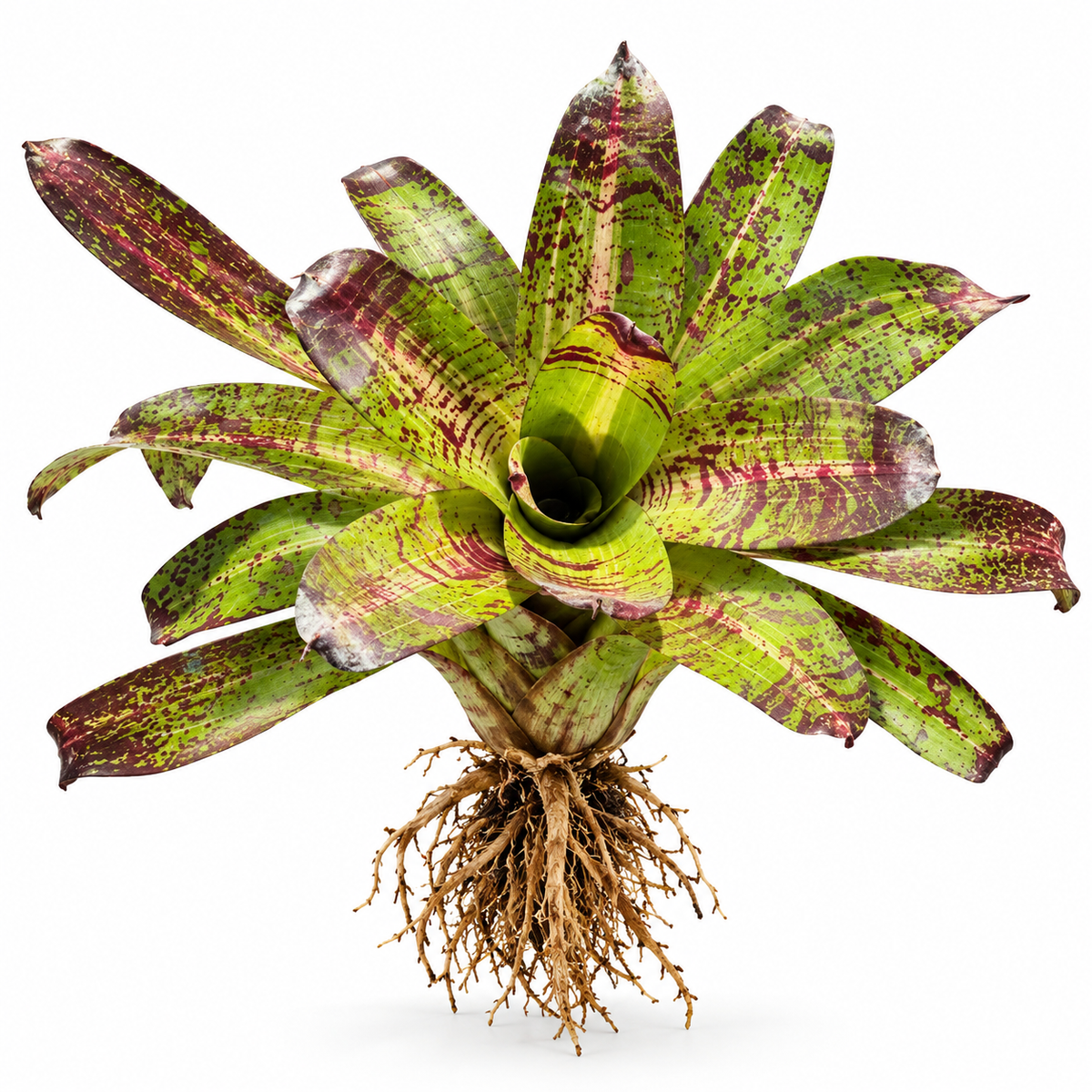 Neoregelia 'Castigado' (Large) – Dark-Marked Bromeliad for Vivariums | India