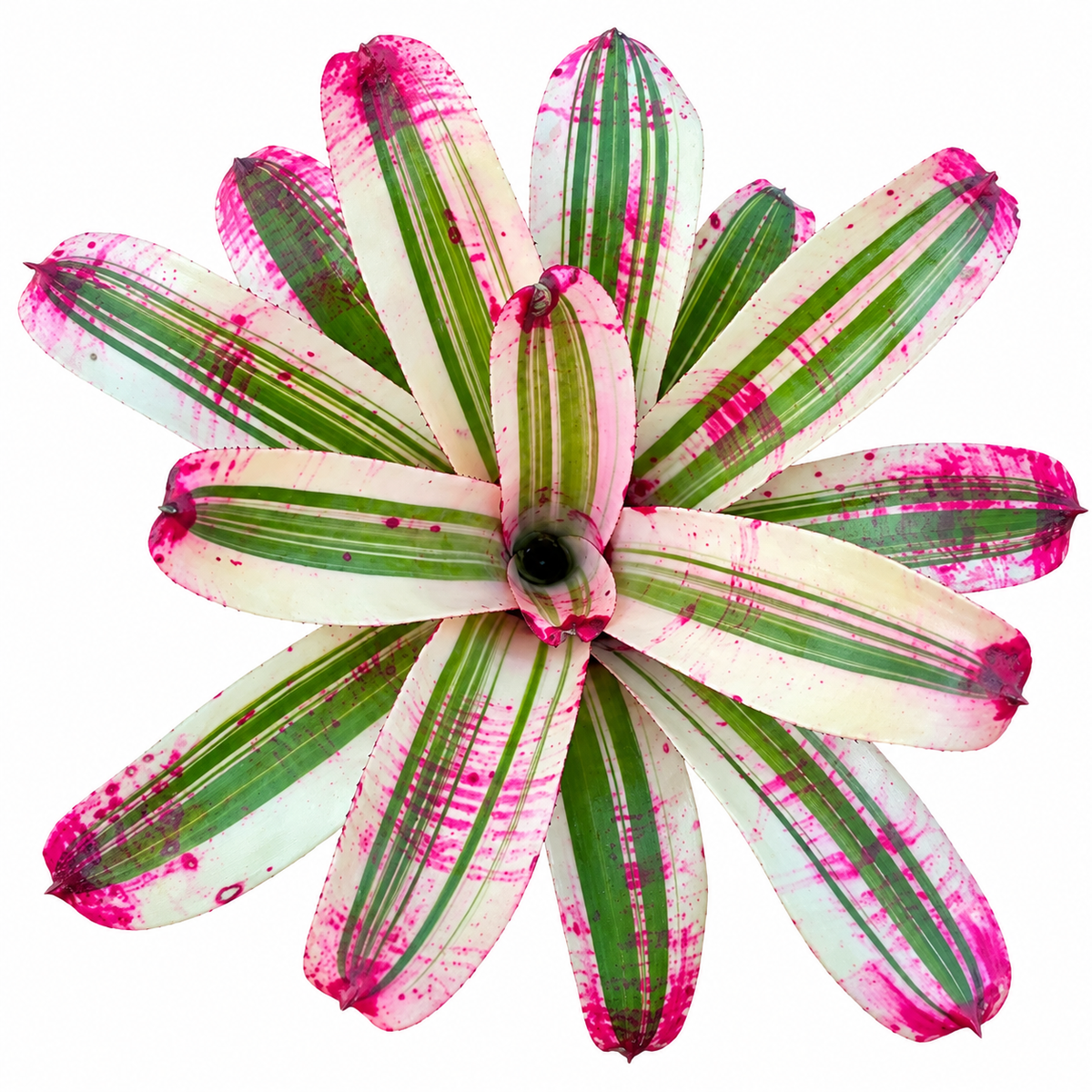 Neoregelia 'Better Time' (Large) – Colourful Bromeliad for Vivariums | India