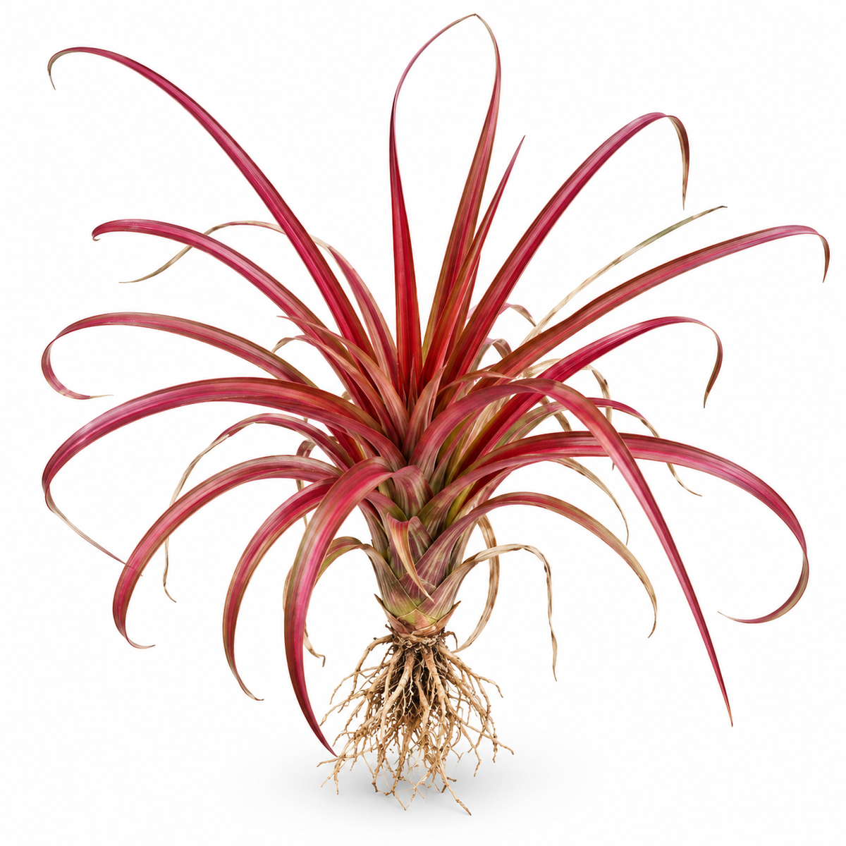 Pineapple 'Red Stripe' – Ornamental Bromeliad for Terrariums & Vivariums | India