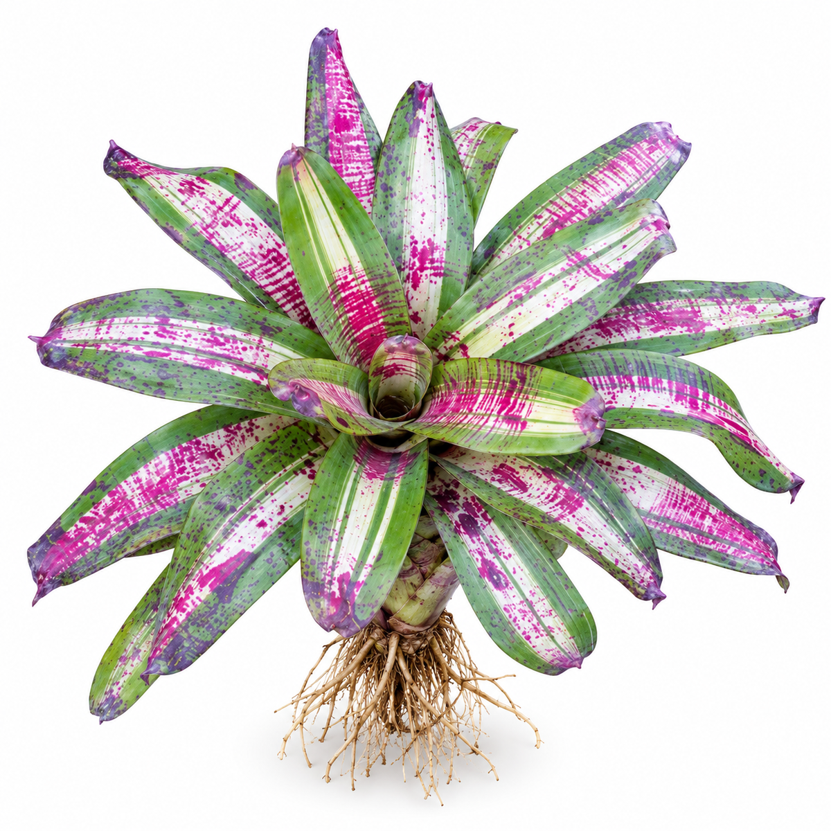 Neoregelia 'Chili Con Carne' (Large) – Speckled Bromeliad for Vivariums | India