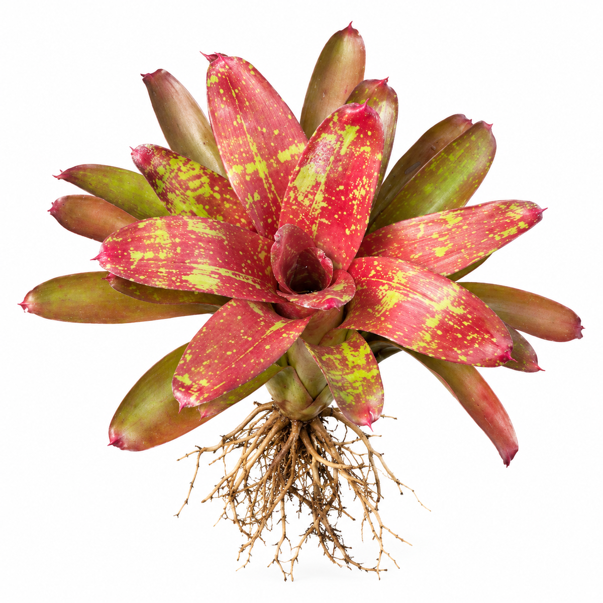 Neoregelia 'Walking Tall' – Spreading Bromeliad for Vivariums | India
