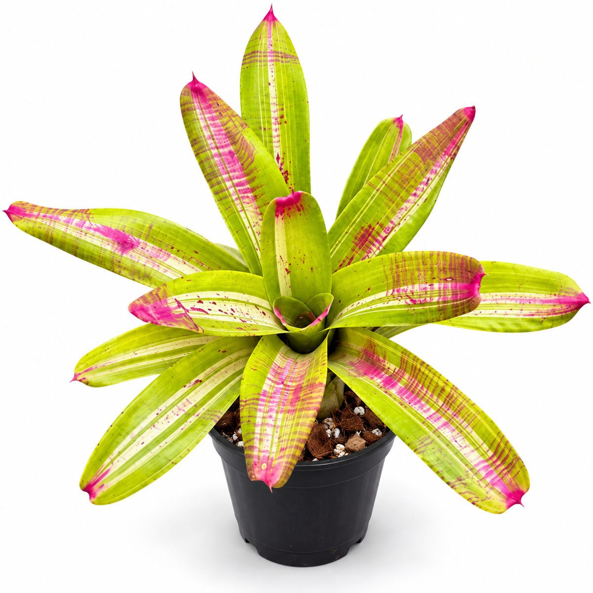 Neoregelia 'Johannis White Bar' (Large) – Variegated Bromeliad for Vivariums | India