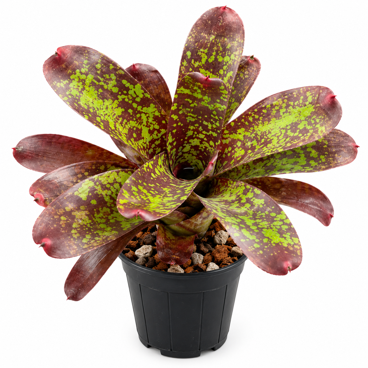 Neoregelia marmorata (Large) – Marbled Bromeliad for Vivariums | India