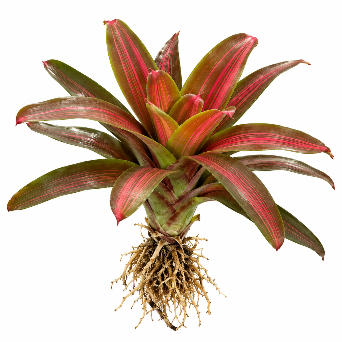 Neoregelia 'Kuhun Peang' – Live Bromeliad for Terrariums & Vivariums | India