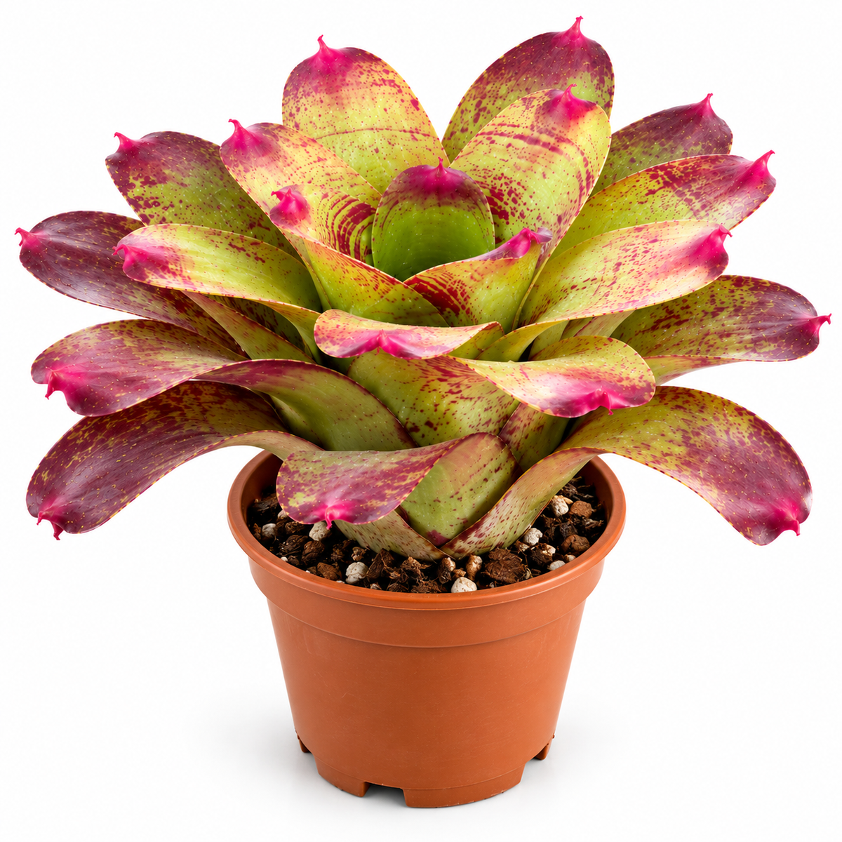 Neoregelia 'Valentine's Day' (Large) – Feature Bromeliad for Vivariums | India