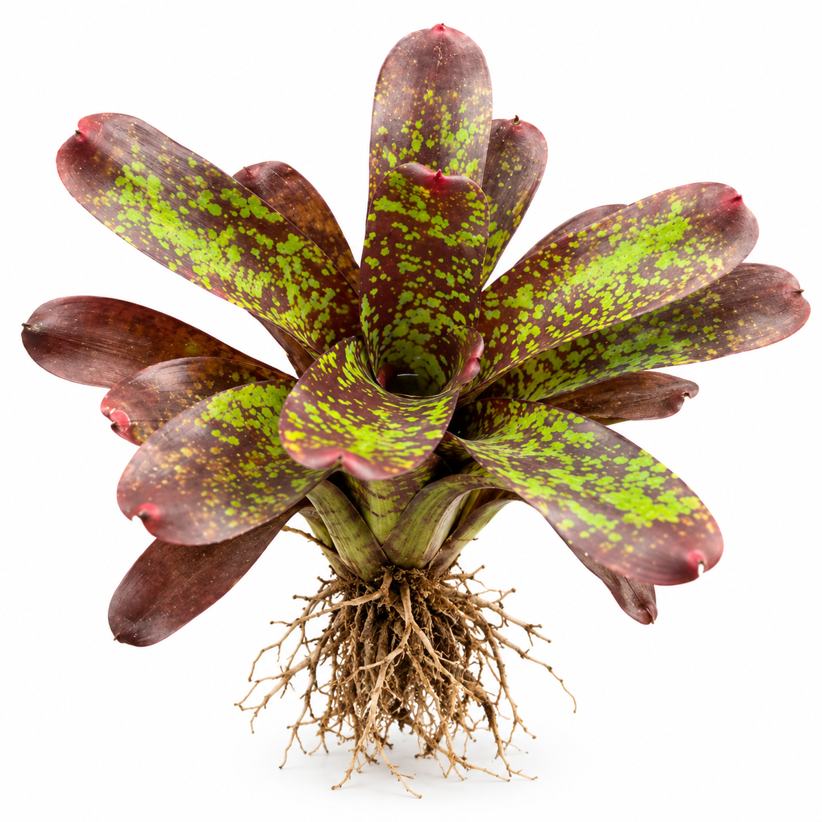Neoregelia marmorata (Large) – Marbled Bromeliad for Vivariums | India