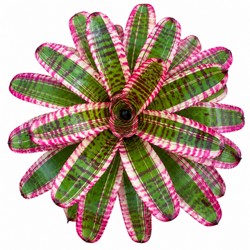 Neoregelia 'Fruit Stripes' (Large) – Striped Bromeliad for Vivariums | India