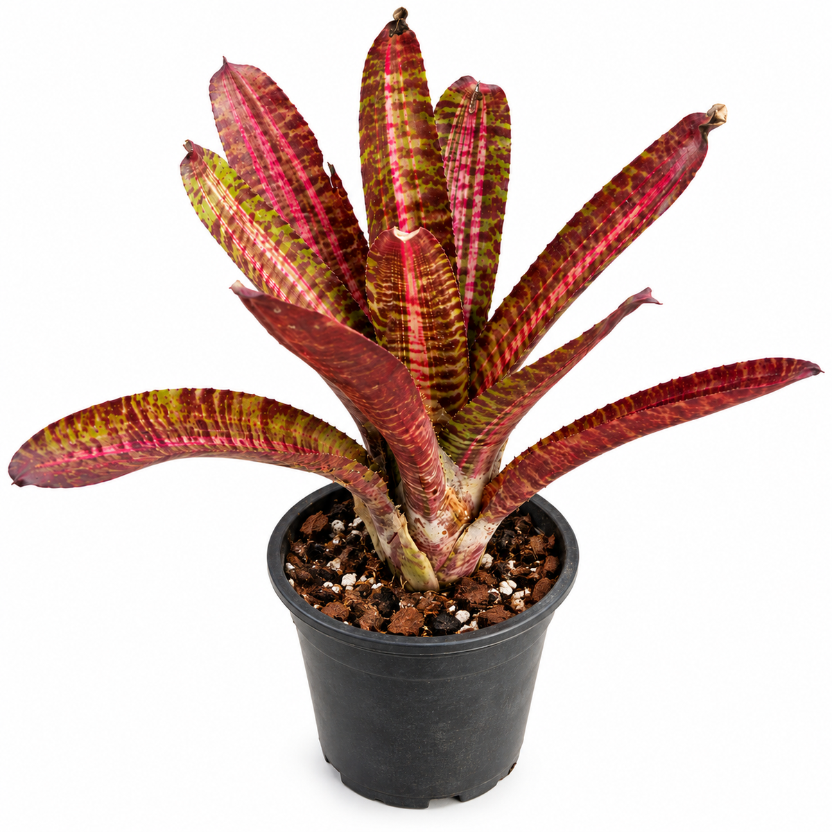 Neoregelia 'Hot Flash' – Fiery Bromeliad for Terrariums & Vivariums | India