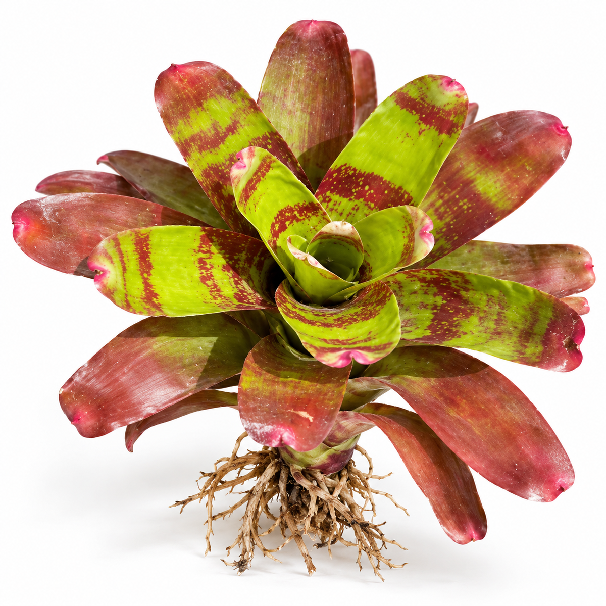 Neoregelia 'Ring of Fire' (Large) – Fiery Bromeliad for Vivariums | India