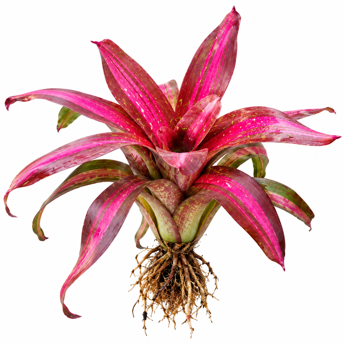 Neoregelia 'Sweet Lullaby' (Large) – Pastel Bromeliad for Vivariums | India